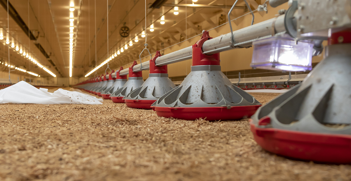 CHORE-TIME® Bird Scale for Broilers - Chore-Time